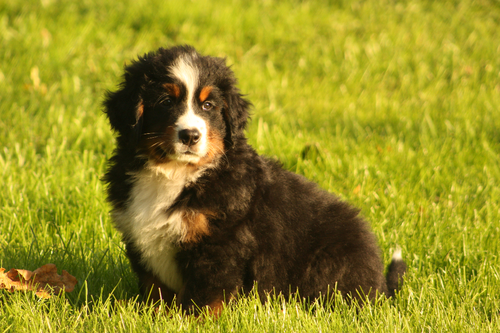 Gallery for s2-litter-bernese