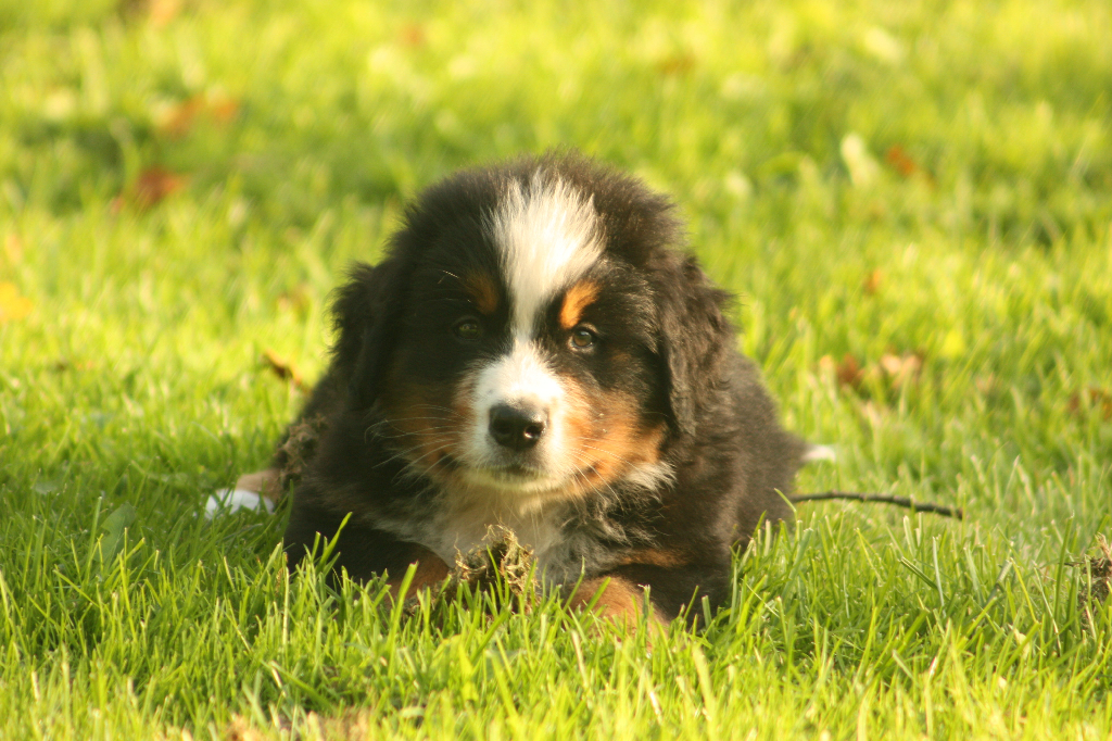 Gallery for s2-litter-bernese