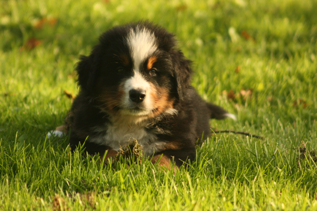 Gallery for s2-litter-bernese