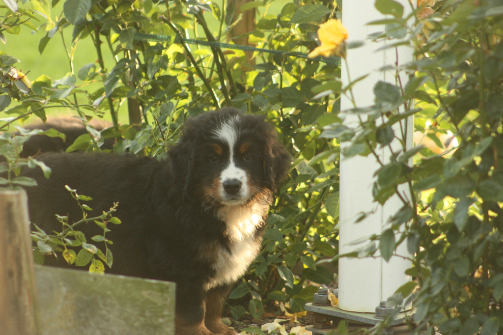 Gallery for s2-litter-bernese