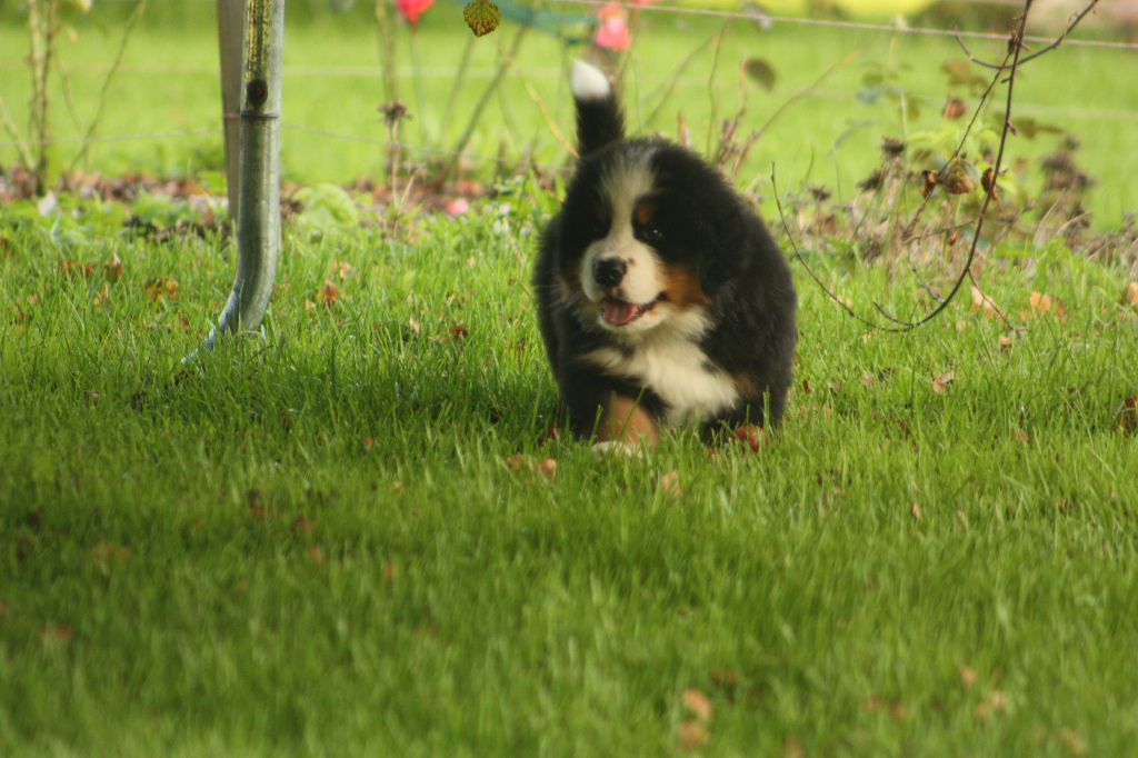 Gallery for s2-litter-bernese