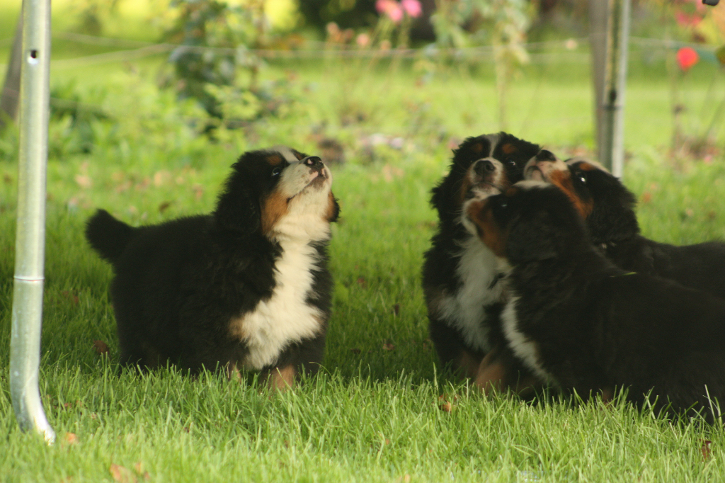 Gallery for s2-litter-bernese