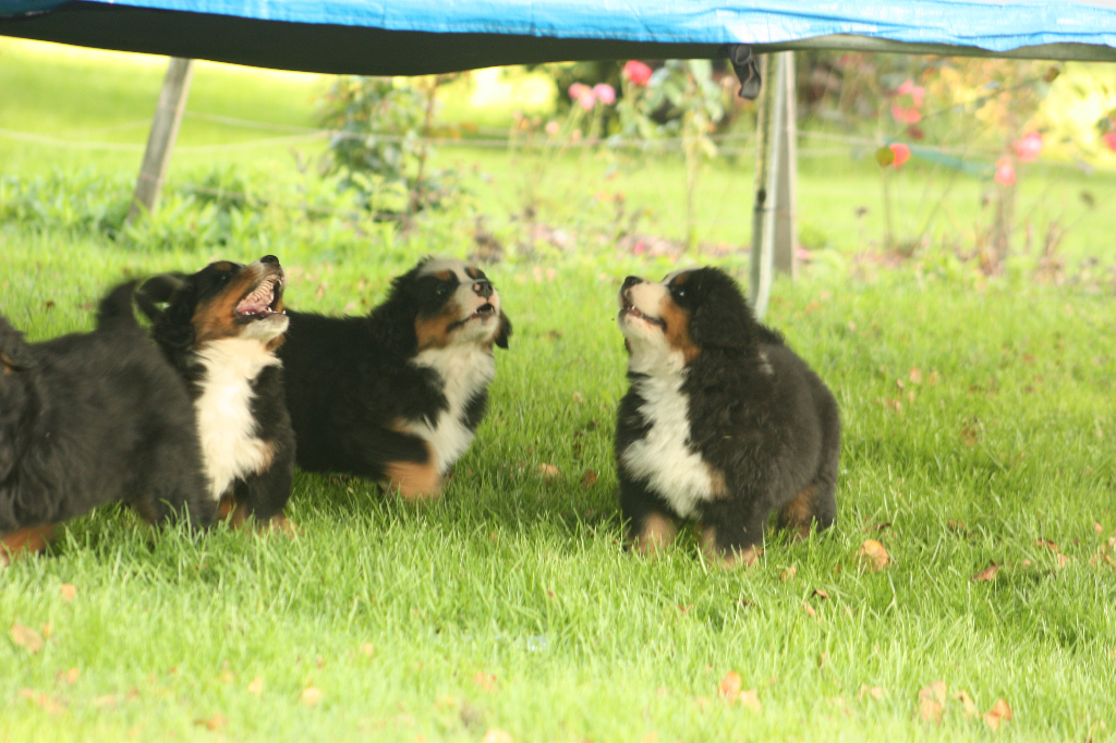 Gallery for s2-litter-bernese