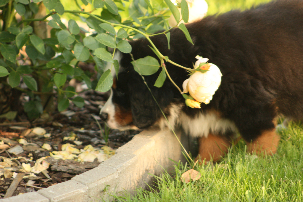 Gallery for s2-litter-bernese