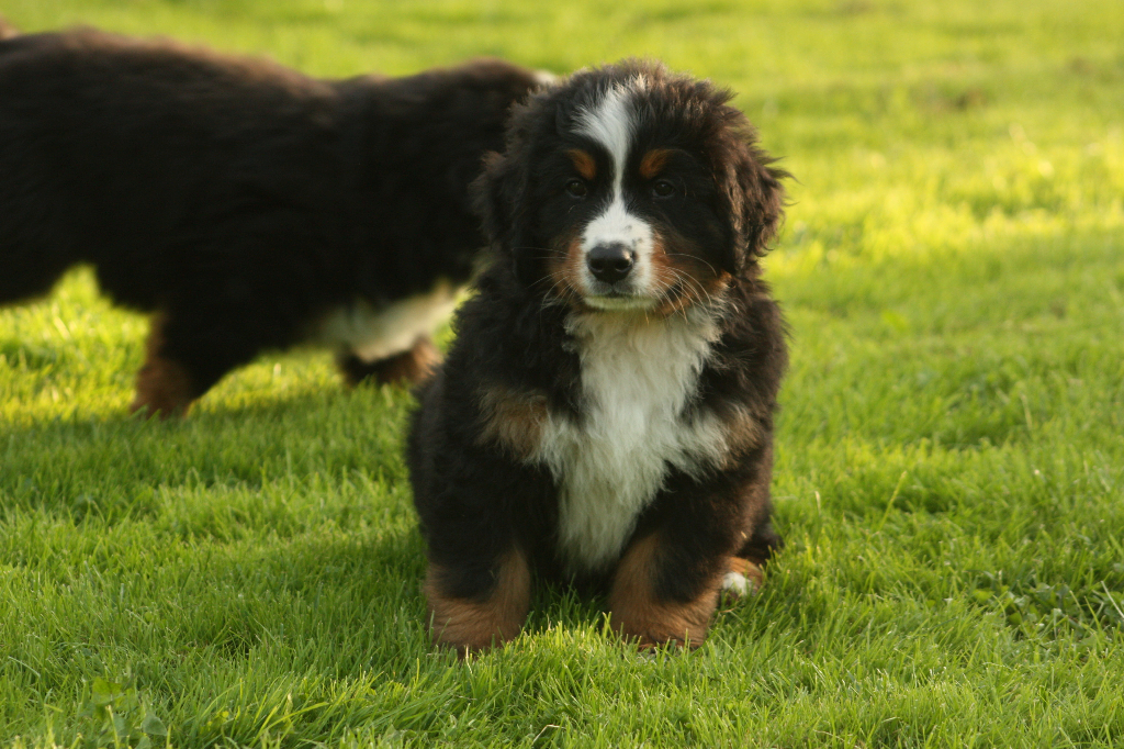 Gallery for s2-litter-bernese