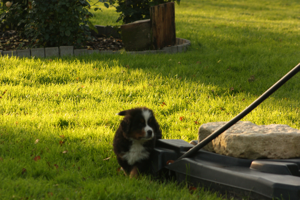 Gallery for s2-litter-bernese
