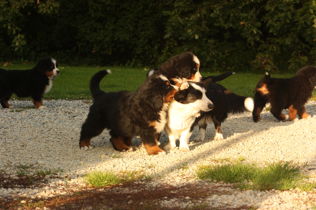 Gallery for s2-litter-bernese