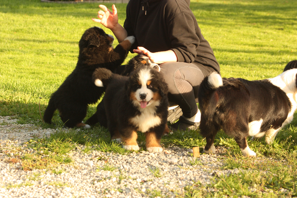 Gallery for s2-litter-bernese