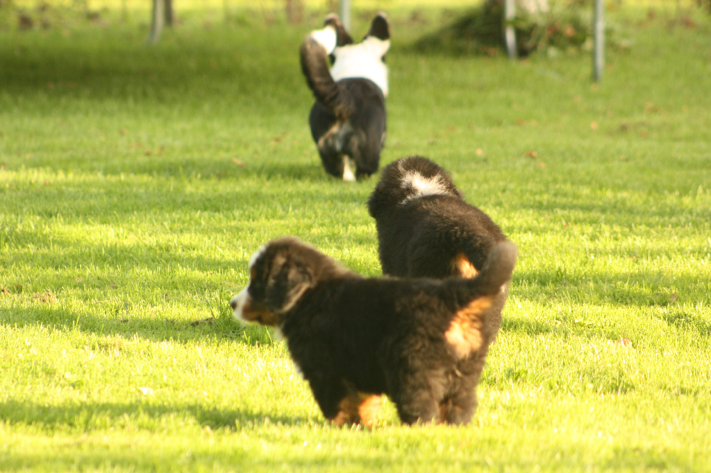 Gallery for s2-litter-bernese