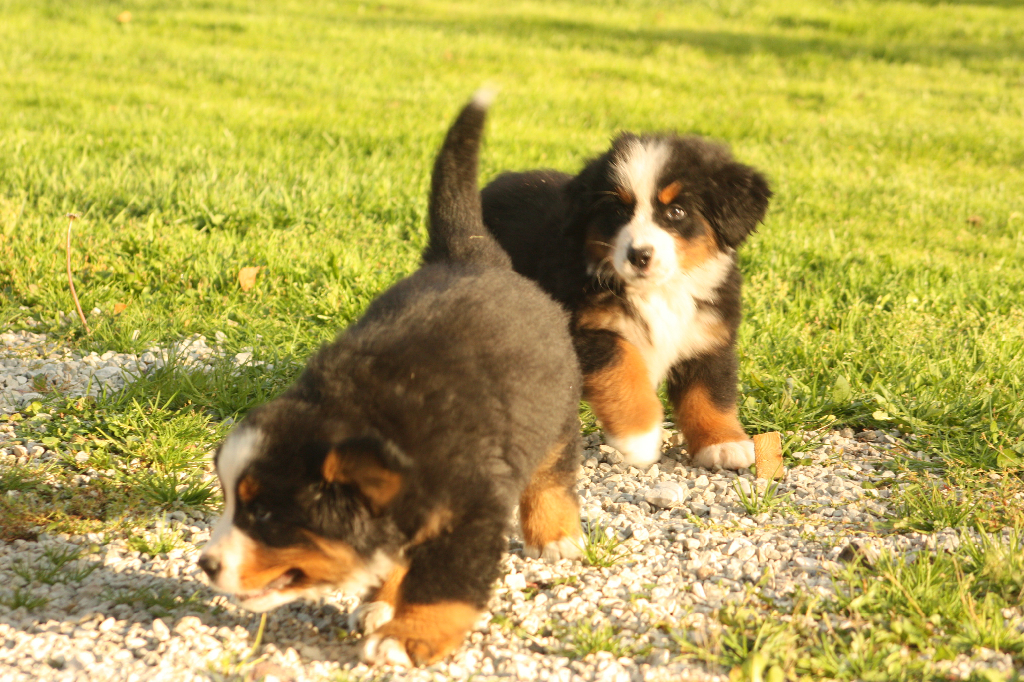 Gallery for s2-litter-bernese