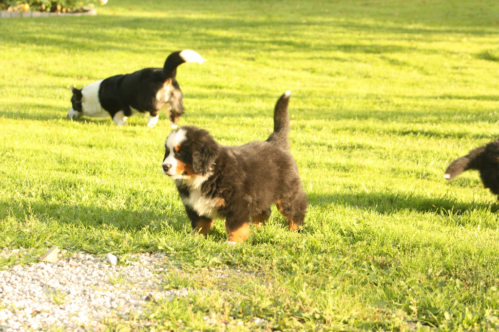 Gallery for s2-litter-bernese
