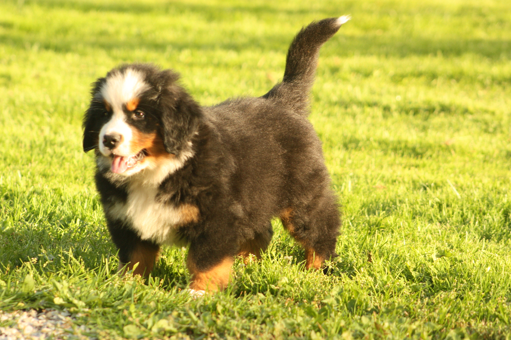 Gallery for s2-litter-bernese