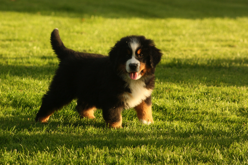 Gallery for s2-litter-bernese