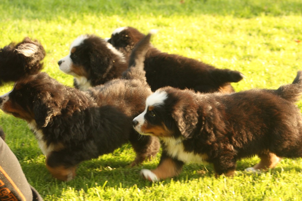 Gallery for s2-litter-bernese