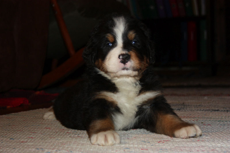 Gallery for a2-litter-bernese