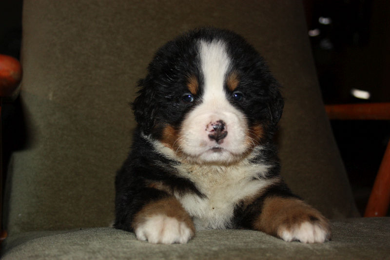 Gallery for a2-litter-bernese