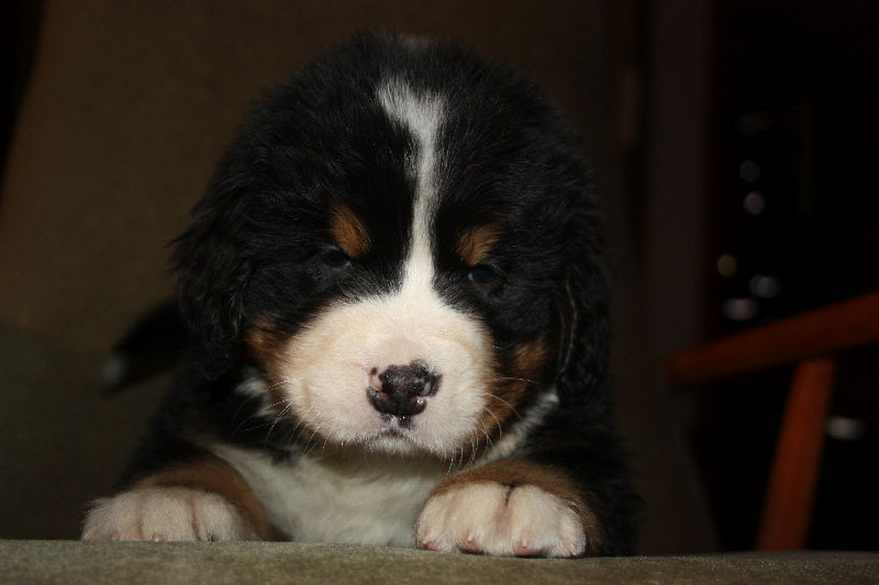 Gallery for a2-litter-bernese