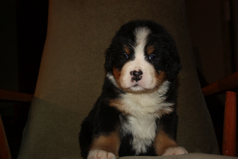 Gallery for a2-litter-bernese