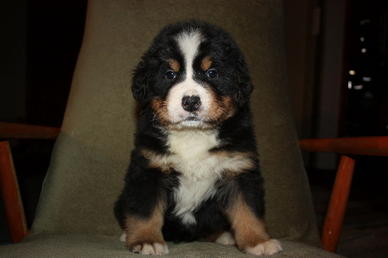Gallery for a2-litter-bernese