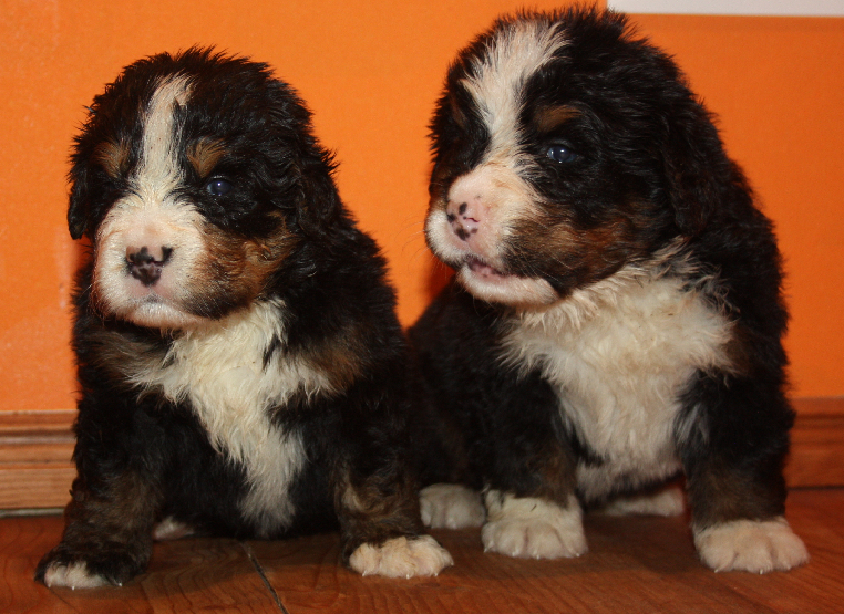 Gallery for l2-litter-bernese