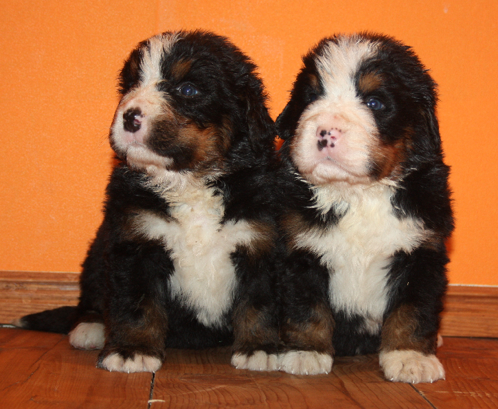 Gallery for l2-litter-bernese