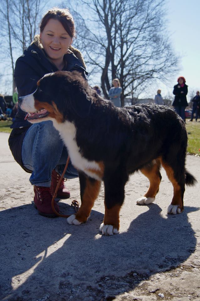 Gallery for a2-litter-bernese