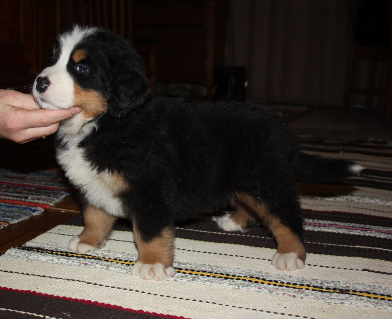 Gallery for a2-litter-bernese