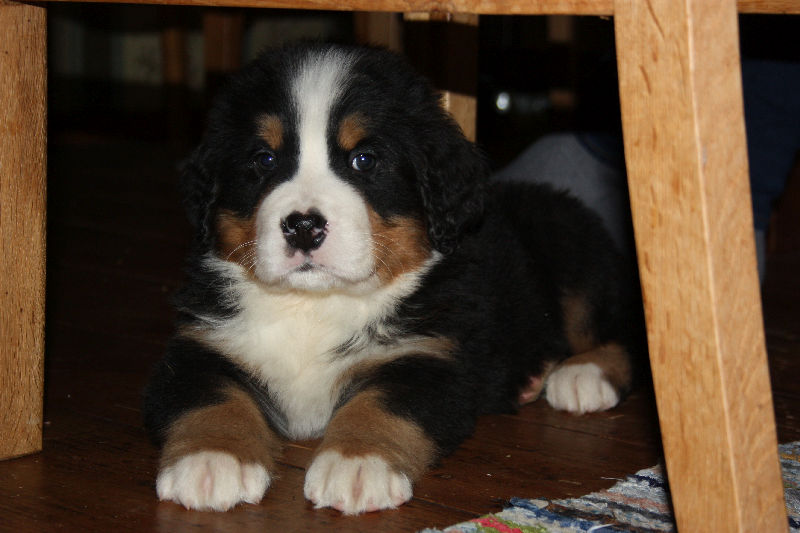 Gallery for a2-litter-bernese