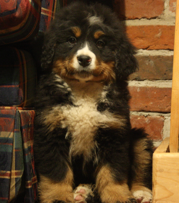 Gallery for e2-litter-bernese
