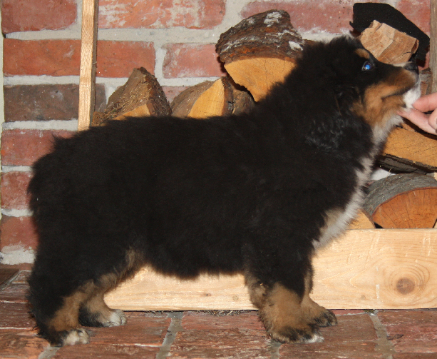 Gallery for e2-litter-bernese