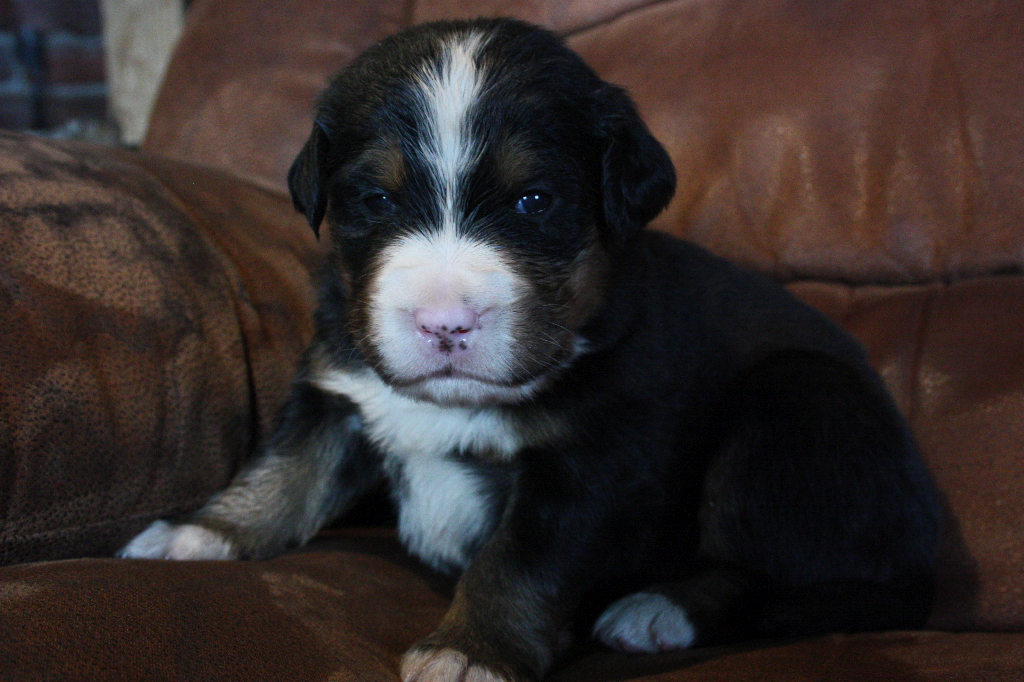 Gallery for d2-litter-bernese