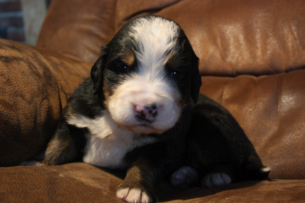 Gallery for d2-litter-bernese