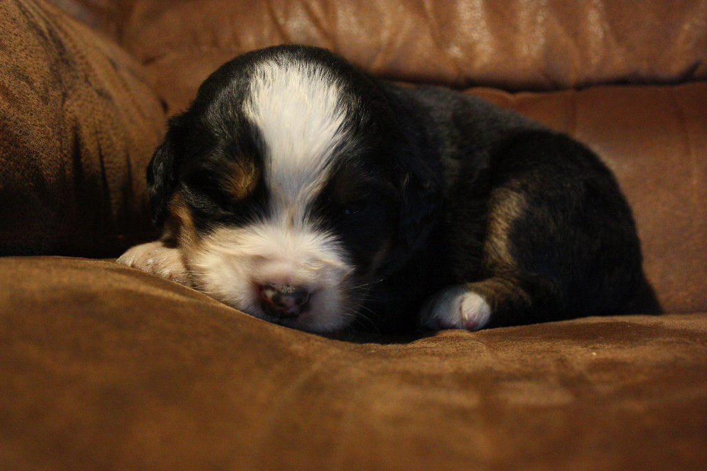 Gallery for d2-litter-bernese