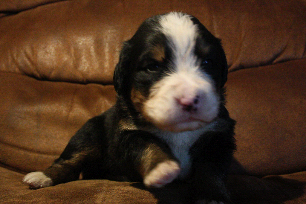Gallery for d2-litter-bernese