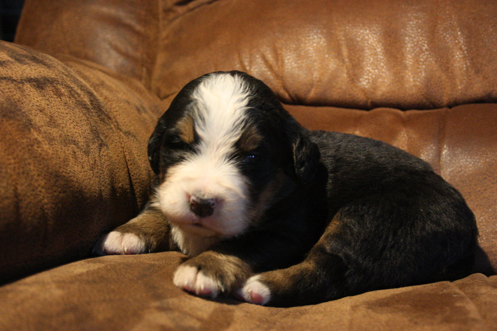 Gallery for d2-litter-bernese