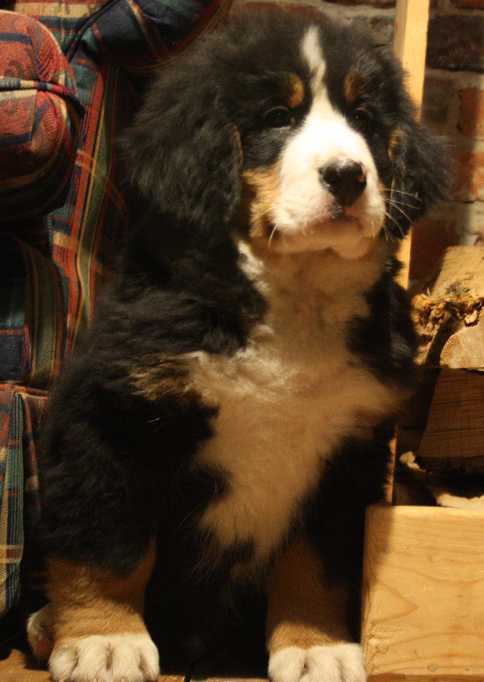 Gallery for d2-litter-bernese
