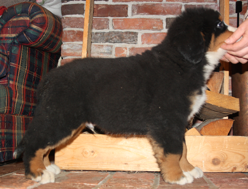 Gallery for d2-litter-bernese
