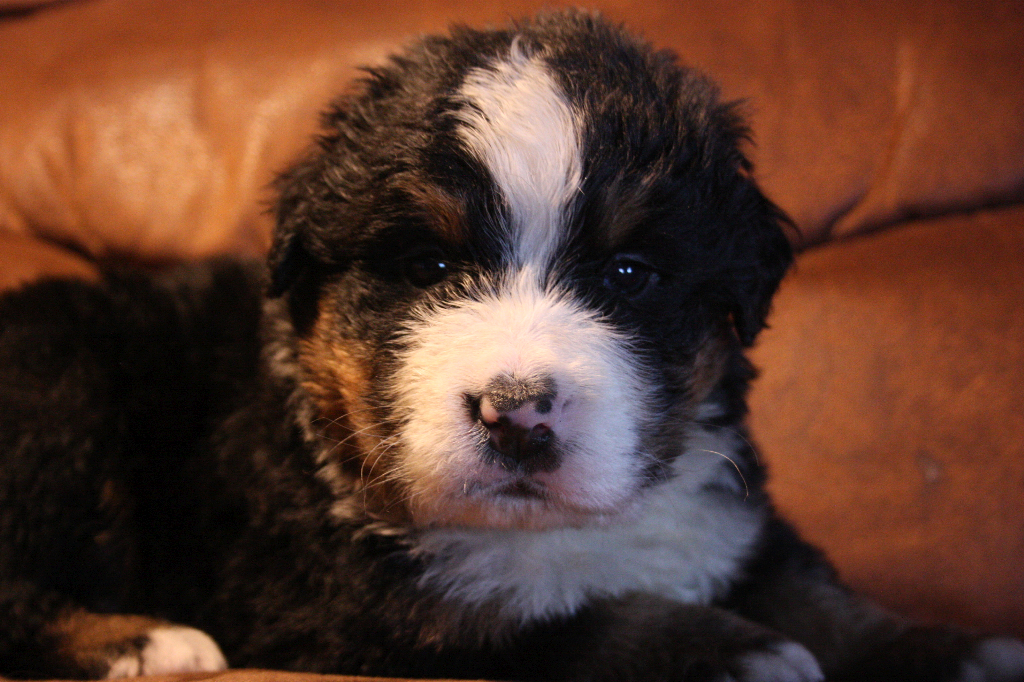 Gallery for g2-litter-bernese