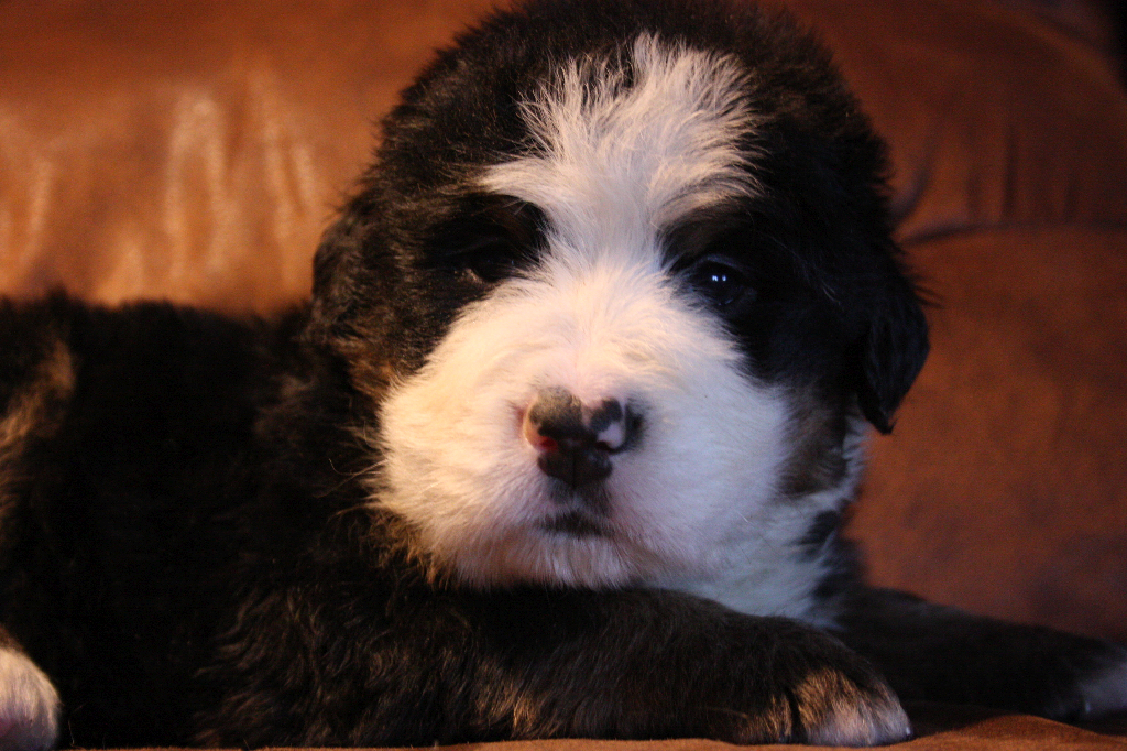 Gallery for g2-litter-bernese