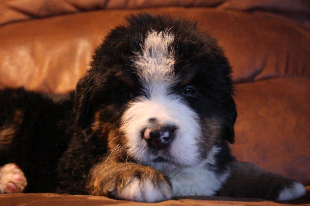 Gallery for g2-litter-bernese