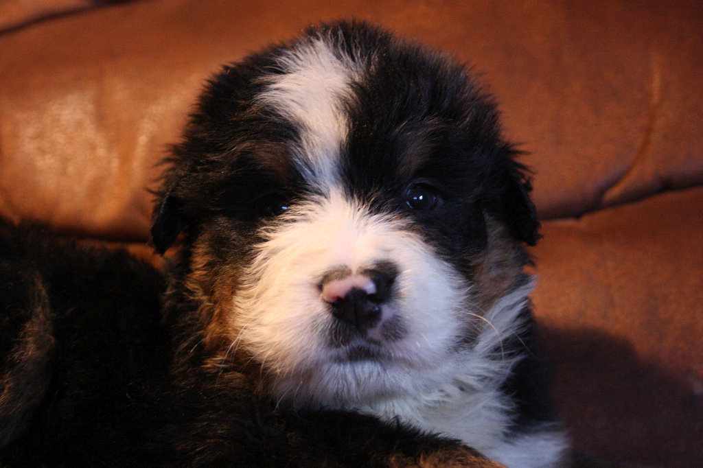 Gallery for g2-litter-bernese