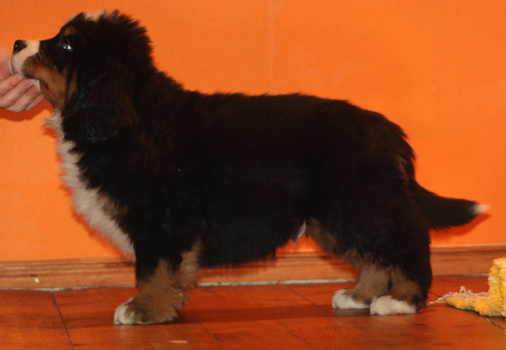 Gallery for j2-litter-bernese
