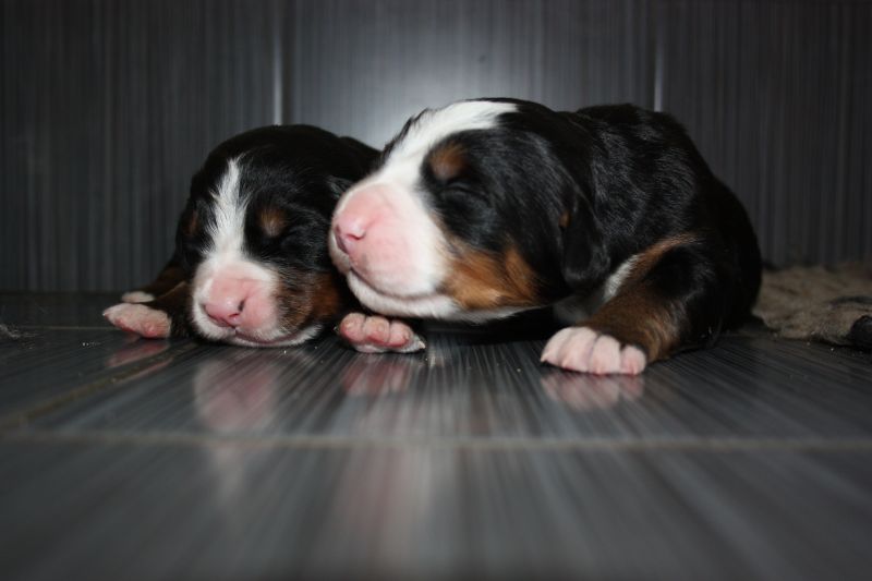 Gallery for o-litter-bernese