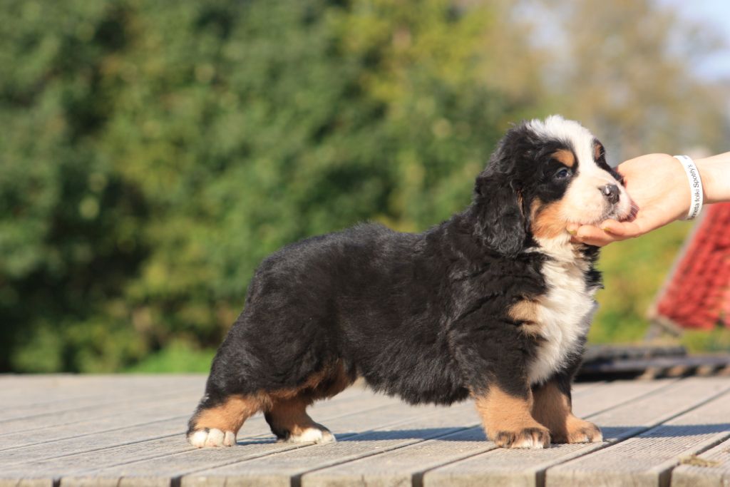 Gallery for u-litter-bernese