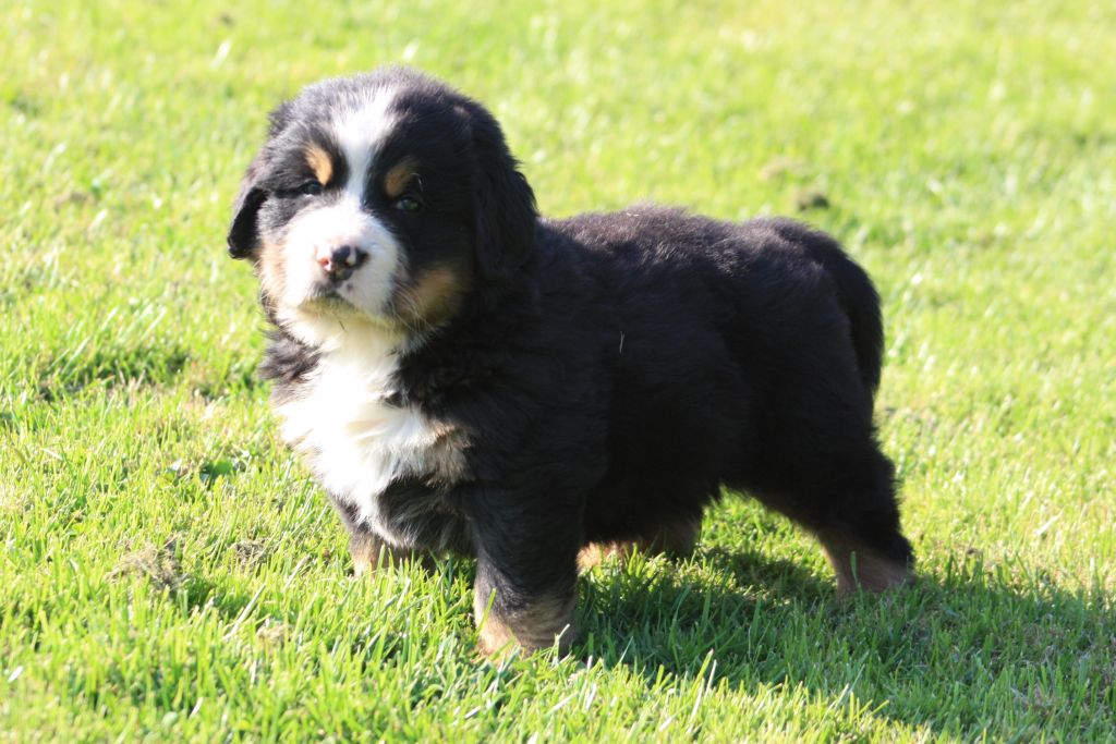 Gallery for u-litter-bernese