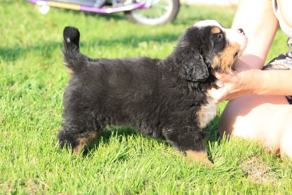 Gallery for u-litter-bernese