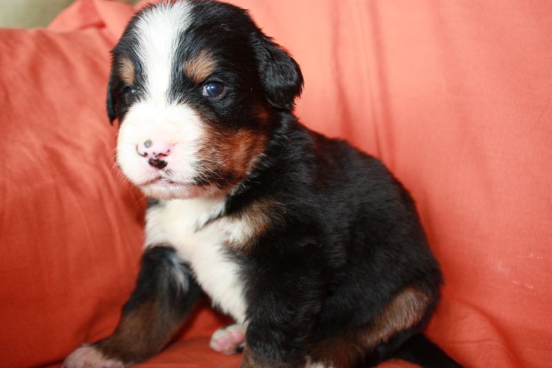 Gallery for l-litter-bernese