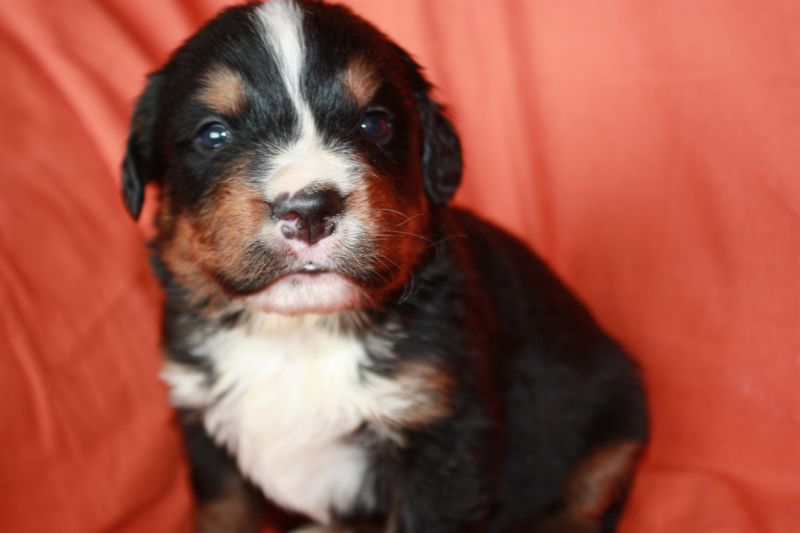 Gallery for l-litter-bernese