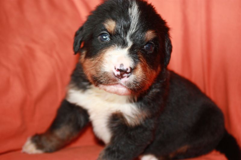 Gallery for l-litter-bernese