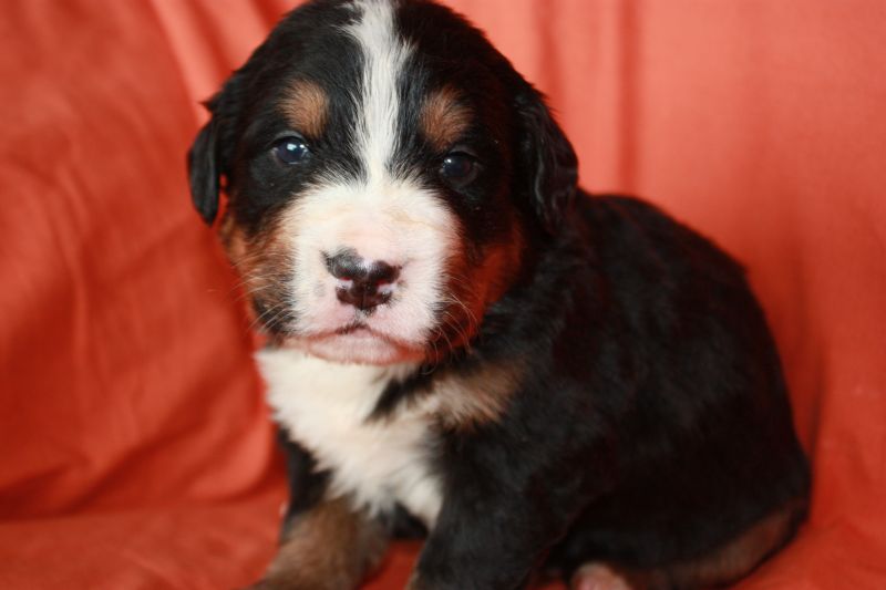 Gallery for l-litter-bernese